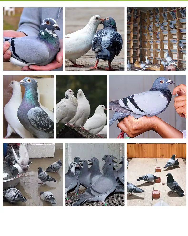 Vaccine / aide pour la maladie des pigeons de Newcastle de 250 ml, pour la course, la maison et les jeunes pigeons