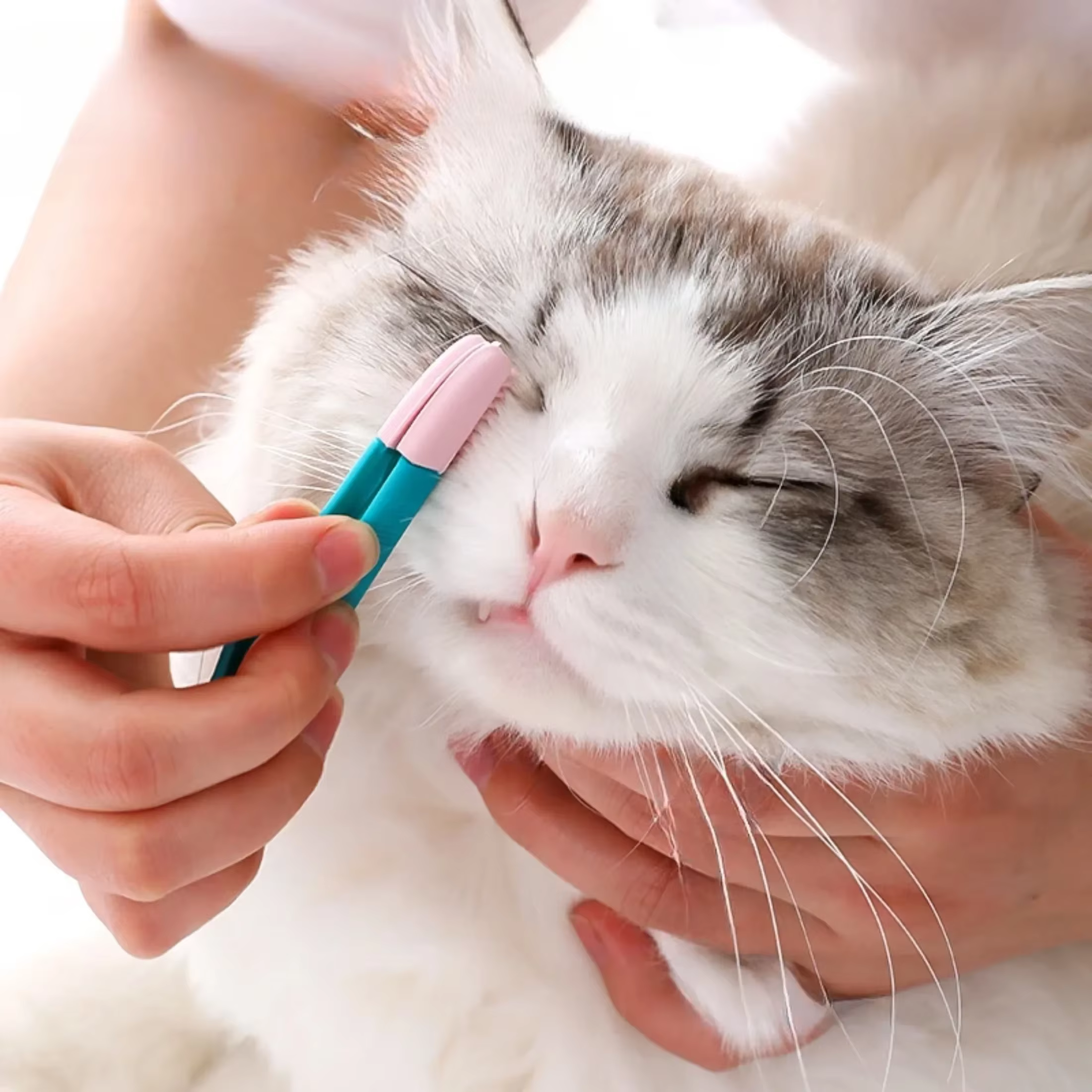 Brosse de nettoyage des yeux pour animaux de compagnie, peigne, dissolvant de taches, brosses de toilettage pour petits chats, chiens, produits de nettoyage des lingettes pour les yeux