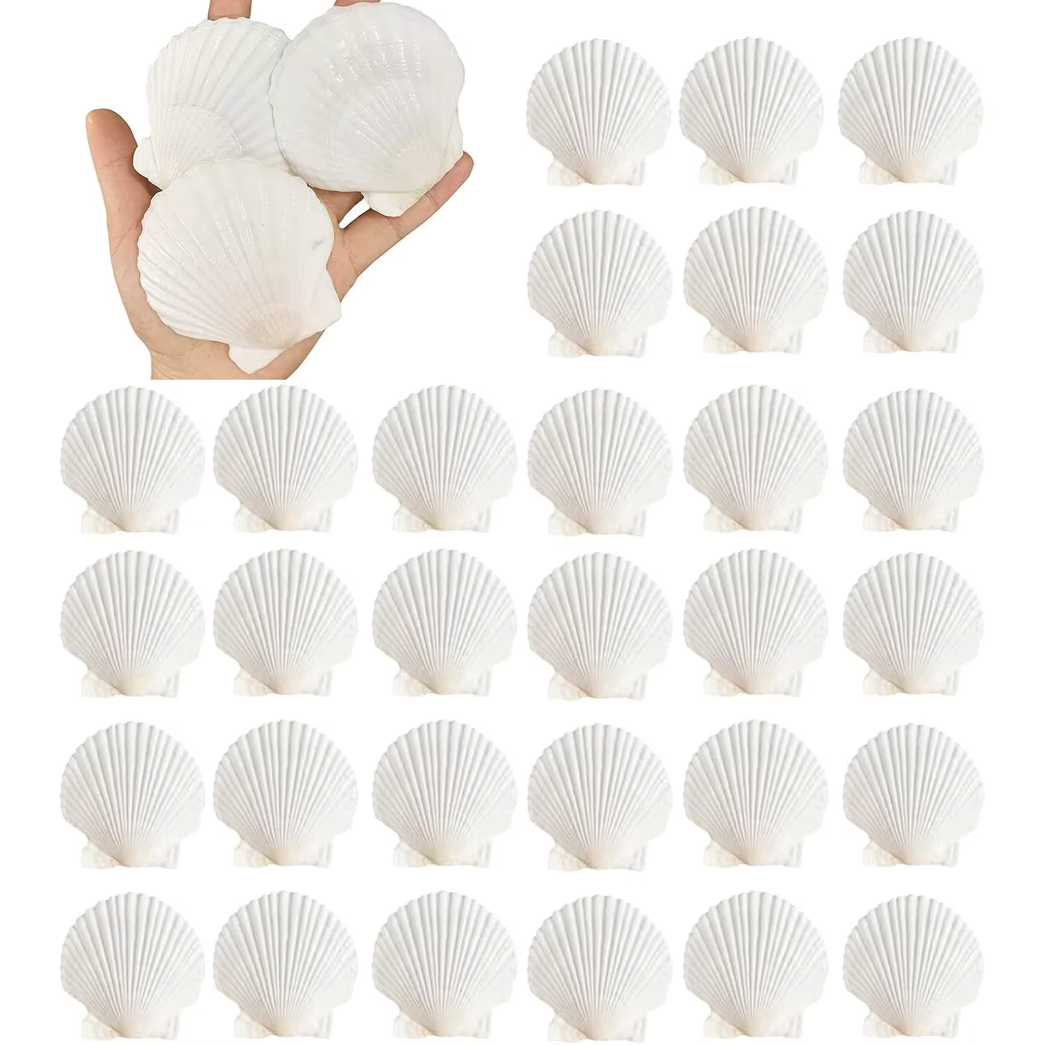 Coquilles de pétoncle naturelles 2.3 ''-3'', coquilles de mer blanches pour la fabrication artisanale, la peinture à la main, la fête sur le thème de l'océan et la décoration de la maison