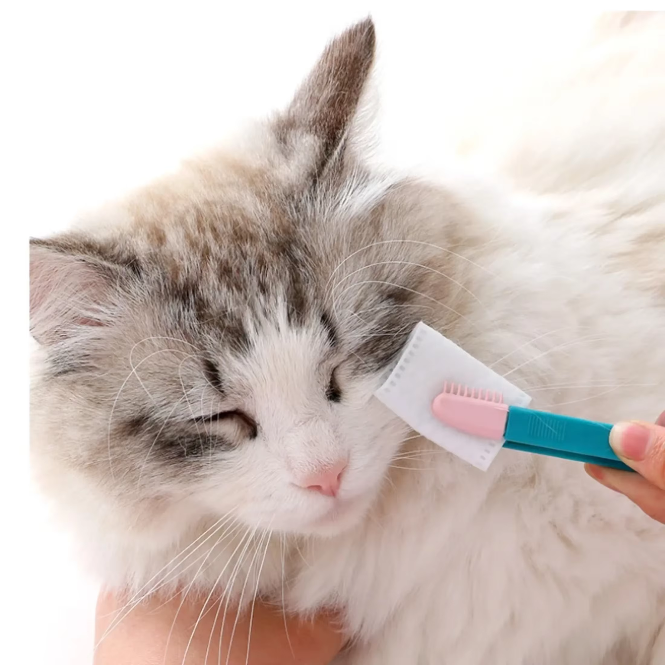 Brosse de nettoyage des yeux pour animaux de compagnie, peigne, dissolvant de taches, brosses de toilettage pour petits chats, chiens, produits de nettoyage des lingettes pour les yeux